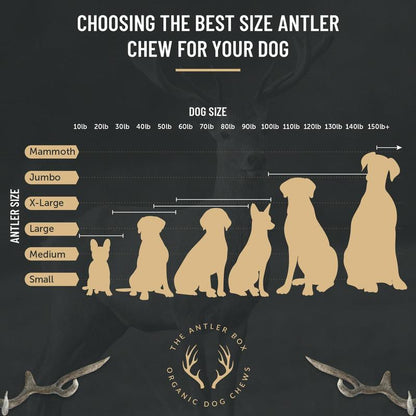 Premium Deer Antler Dog Chews